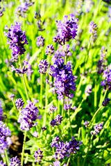 Lavendel im Garten - Sommerblumen