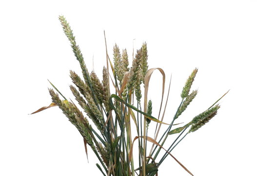 Young wheat ears isolated on white background with clipping path