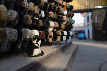 Homeless cat washes on the background of fur hats