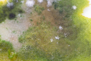 Colony Characteristics of Fungus and algae in petri dish for education.