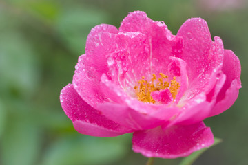 Pink red rose after the rain with several water droplets macro close up photo from side perspective with green leaves out of focus on the background.