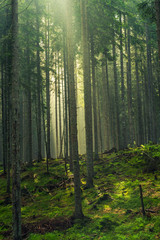 Sun rays cut trough trees in woodland