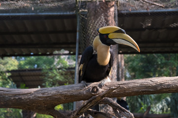 The colors and details of the Rhinoceros Hornbill.