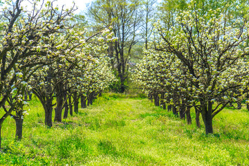 Plakat apple garden with blossoming trees
