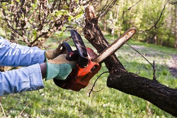 Obraz premium Hands prune a tree with a chainsaw tool in the garden