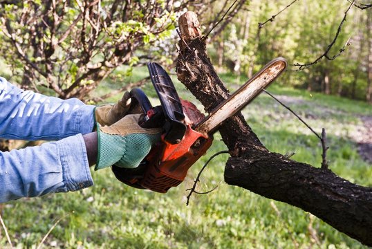 Hands prune a tree with a chainsaw tool in the garden