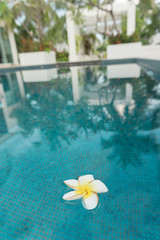 Fototapeta na wymiar The floating white flower in the pool