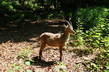 Dieses wunderschöne bild zeigt eine ziege im tierpark in pforzheim deutschland die mitten im wald...
