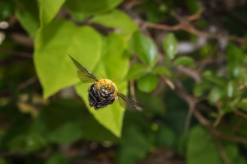 Bumblebees Can Fly, Apidae Bumbus