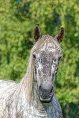Cheval gris