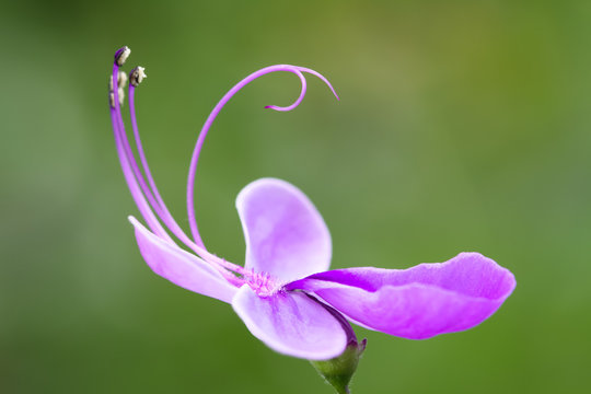 Purple blue flower "blue glory bower" or "blue butterfly bush&rdquo; (Rotheca myricoides &lsquo;ugandense&rsquo;) against an out of focus green background close up macro photo.
