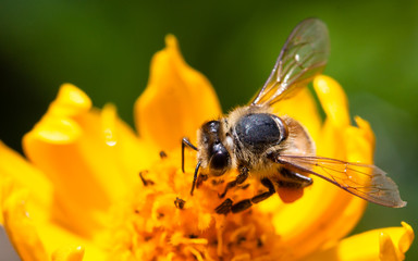 Naklejka premium Bee pollinator collecting pollen on the surface of a yellow fresh sunflower during Spring and Summer close up macro photo.