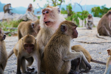 Dieses wunderschöne foto zeigt eine wilde affenfamilie auf einem felsen im dschungel in hua hin...
