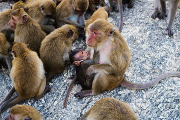 dieses wunderschöne bild zeigt einen wilden affen auf einem berg in hua hin thailand in dem...