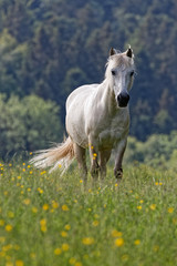 Cheval blanc