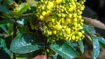 Oregon grape (Mahonia aquifolium)