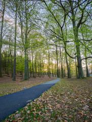Setting sun peeping through green leaves in woodland,Gothenburg,Sweden
