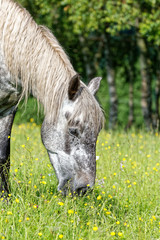 Cheval gris