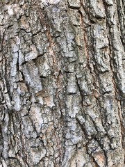 Fototapeta premium The tree skin texture