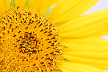 Sunflower close-up details of the sunflower disk and the ray and tiny disk flowers (or florets) which compose the disk. Macro photo in color.