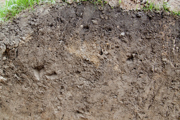 close up view of slice of soil with roots and grass from above