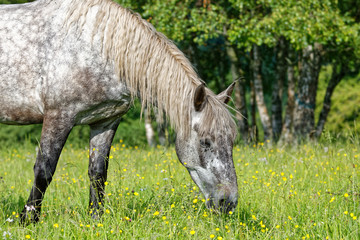 Cheval gris