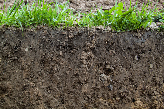 close up view of slice of soil with roots and grass from above