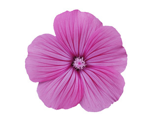 Bechermalvenblüte isoliert auf weiss