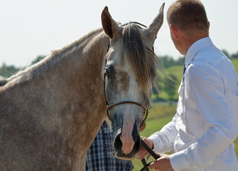 Koń rasy arabskiej (widoczna głowa i szyja) w plenerze, patrzy wprost w obiektyw, obok stoi mężczzyna, tyłem, trzyma konia za uzdę