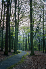 Setting sun peeping through green leaves in woodland,Gothenburg,Sweden