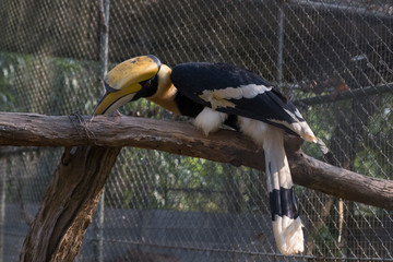 The colors and details of the Rhinoceros Hornbill. © nikonlike