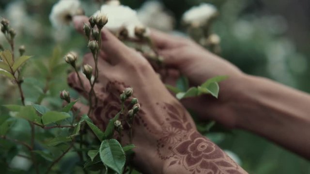 Close-up of hands of woman, stroking small white flowers and blossoms. Skin is decorated by oriental traditional henna ornament