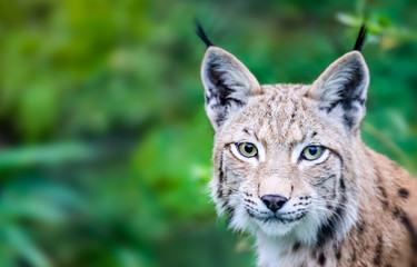 Head portrait of wild Eurasian lynx cat curious staring straight into the camera. Background of green leafs and trees out of focus due to shallow depth of field.