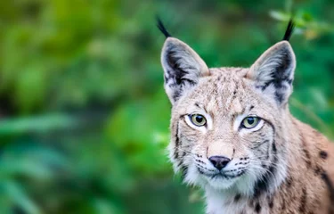 Gordijnen Hoofdportret van een wilde Euraziatische lynxkat die nieuwsgierig recht in de camera staart. Achtergrond van groene bladeren en bomen onscherp vanwege ondiepe scherptediepte. © fewerton