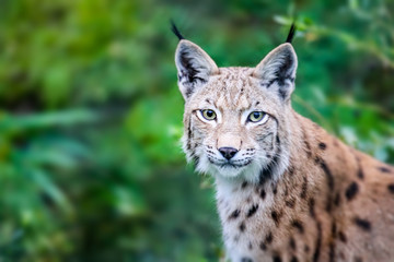 Wild Eurasian lynx cat curious and staring straight into the camera. Background of green leafs and trees out of focus due to shallow depth of field.