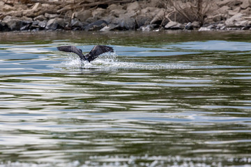 Obraz premium Beautiful wings of the landing cormorant in the calm blue spring waters of lake Kerkini, Northern Greece