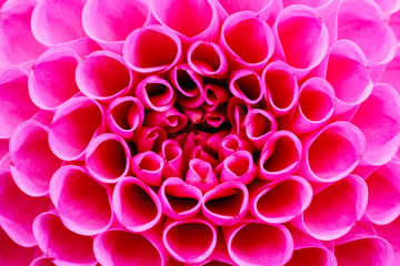 Bright pink dahlia flower macro photo. Picture in color emphasizing the intense pink colours and reddish shadows in a intricate geometric pattern with floral head in the center of the frame.