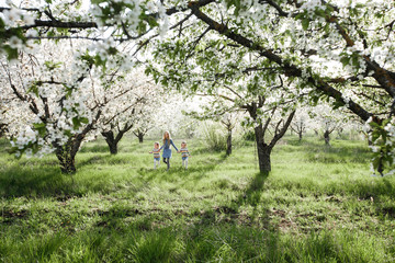 A beautiful little girl runs through a flowering garden in the spring. Cute child with blond hair in a blooming garden at sunset