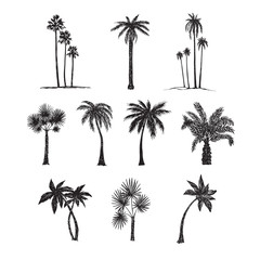 Fototapeta premium Palm trees silhouette collection, hand drawn doodle sketch, black and white vector illustration