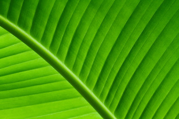 Backlit close up details of fresh green banana leaf structure with midrib diagonal to the frame and visible leaf veins and grooves as a natural texture green background.