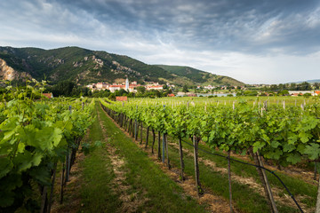 Fototapeta na wymiar View of Durnstein through vineyards in summer evening. Lower Austria.