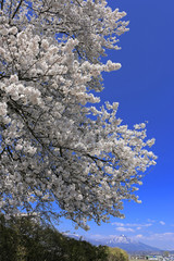 神指城跡の桜と磐梯山（会津若松市）