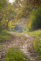 Naklejka premium road in the forest with trees with green and brown leaves