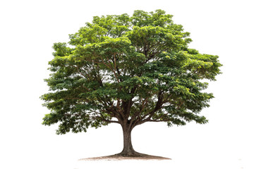 Rain tree isolated on white background.Tropical tree - obrazy, fototapety, plakaty