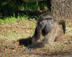 A big male baboon looks like a human on the beach as he relaxes on the grass.