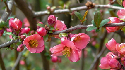 Blooming tree