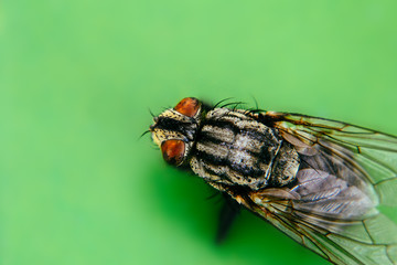 Housefly (Musca domestica) with two large compound eyes extreme macro close up photo from top...
