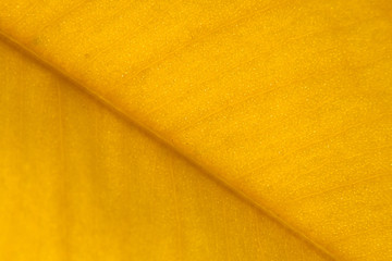Yellow leaf rugged surface structure extreme macro closeup photo with midrib perpendicular to the...