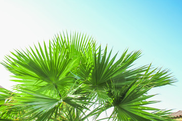 Obraz na płótnie Canvas Beautiful palm tree on the sea shore background