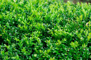 Fototapeta na wymiar Green bright bush in sunny weather, grass texture.